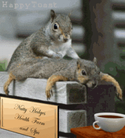 Digital art gif. Two squirrels sit on a wooden bench. One squirrel is getting a massage from the other squirrel. A cup of coffee sits on the table in front of them. Text, "Happy Toast. Nutty Holmes Health Farm and Spa."