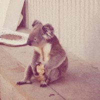bear eating GIF