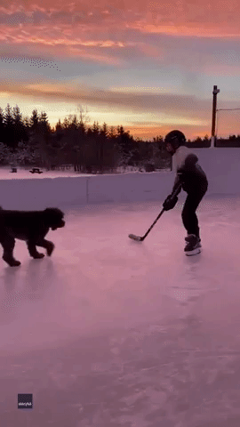 Dog Coaches Hockey Player on Backyard Ice Rink