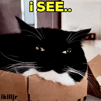 Cat See GIF
