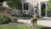 funny dogs GIF by Nat Geo Wild 