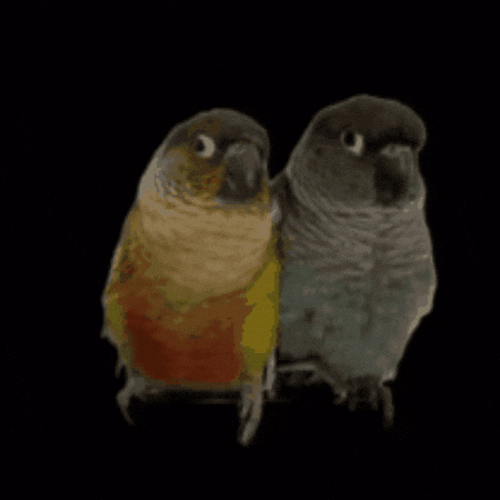 Potato Snuggling GIF