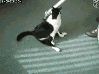 cat cleaning GIF by Cheezburger
