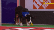 Animal Planet GIF by Puppy Bowl