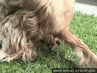 dog world GIF