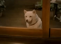 japan dogs GIF