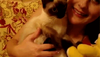 kitty hug GIF