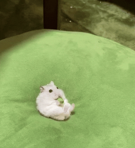 cuteanimalland giphyupload GIF