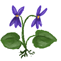 Violet Viola Sticker by Xiwikj