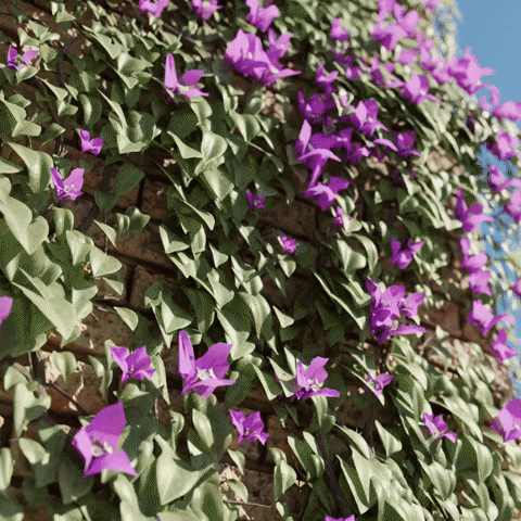 bagaxyz giphyupload GIF