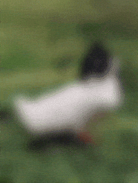 Cat GIF