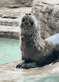 Sweet Potato Eating GIF by John Ball Zoo