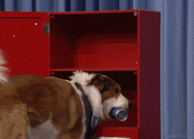 Tonight Show Dog GIF by The Tonight Show Starring Jimmy Fallon