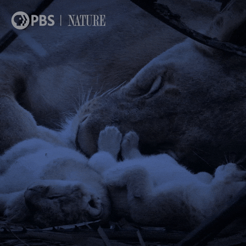 Baby Animal Family GIF by Nature on PBS