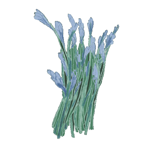 lucie_lev sad blue flower flowers Sticker