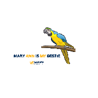 sandestingolfandbeachresort florida parrot macaw 30a Sticker