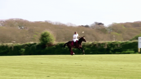 Poloclub GIF by Triskelion Polo Club