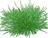 grass STICKER