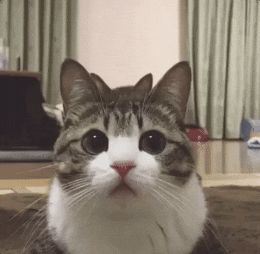 [Image: giphy.gif]