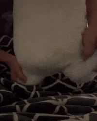 Red Red Dog GIF