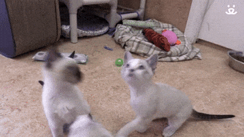 Kitten Cannonball