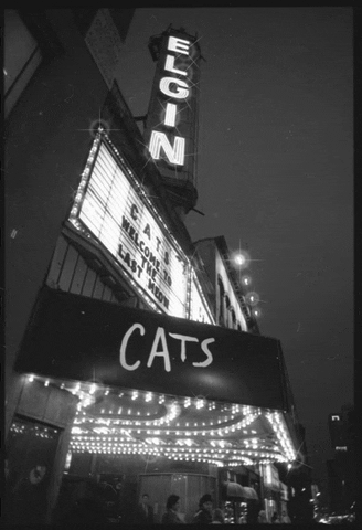 Cats Showtime GIF by Archives of Ontario | Archives publiques de l'Ontario