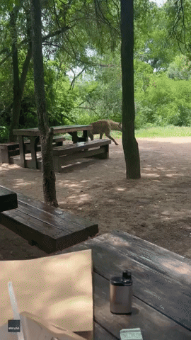 Sneaky Hyena Surprises Couple With Audacious Bin Theft at Safari Park