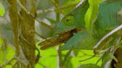 NHMLAC nature green eat history GIF