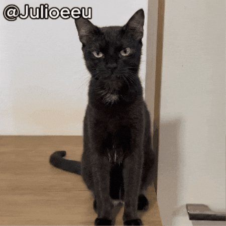 Pet Comedia GIF