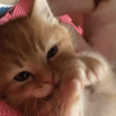 Kitten Cute Cat GIF