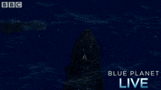 bbc one oceans GIF by BBC