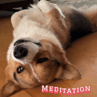 Meditation Corgi GIF