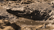 GIF by Our Planet