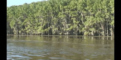 Education Biology GIF by DIIMSA Stock