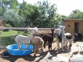 Llamas and Alpacas Cool Off in a Kiddie Pool at Nova Scotia Farm