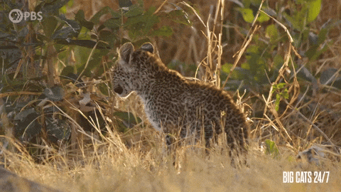 Season 2 Cute Animals GIF by PBS