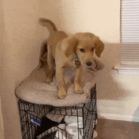 Golden Retriever Falling GIF