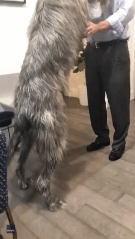 Affectionate Irish Wolfhound Stands Eye-to-Eye With Owner