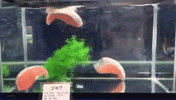 sushi GIF