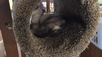 Curious Cat Goes Crazy for New Scratching Post