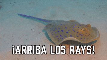 Β‘Arriba los Rays!