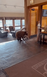 Curious Bear Checks Out Hotel Lobby