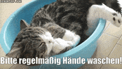Cat Obb GIF by ÖBB | Österreichische Bundesbahnen