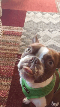 GIF by DogVacay