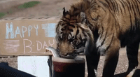 Phoenix Zoo's Sumatran Tiger Celebrates 16th Birthday With Special Big Cat Treats
