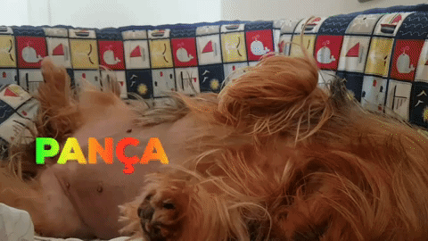 #panceps #yorksfamily GIF