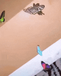 Press On Nails GIF by Trés She