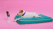 Phone Call Love GIF by YahooMobile