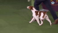 Sporting Group Brittany Spaniel