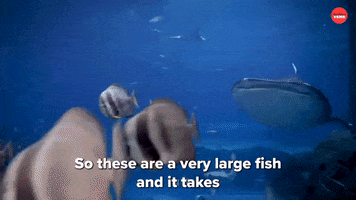 Shark Week Sharks GIF by BuzzFeed